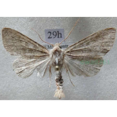 Parastichtis suspecta (Hübner, 1817) Czech29h